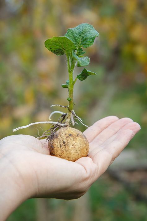 Learn how to grow potatoes in the spring or fall, how to grow potatoes in containers or potato grow bags and how to harvest potatoes too! How To Grow Potatoes, Potatoe Plant, Potato Aesthetic, Potato Tattoo, Potato Photo, Planting Seed Potatoes, Potato Flower, Harvest Potatoes, Potato Farm