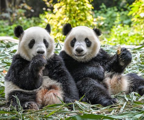 These two young pandas are so cute. They look like they are best friends just hanging out together. Hanging Out, Animals Wild, Best Friends, Cute Animals, Animals