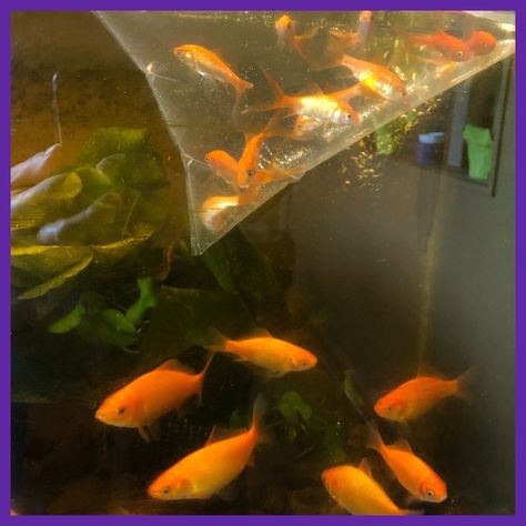 feeder-fish… | herbiggirlpants Pick Up Food, Fish Store, Oc Inspo, Fish Food, My Grandson, The Fish, Goldfish, Fish Recipes, Fish Pet