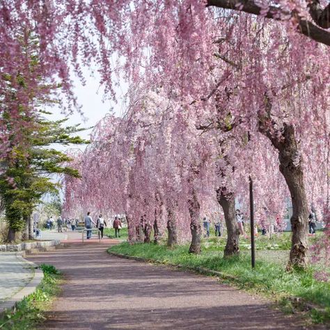 Weeping Cherry Tree: Everything You Need to Know Weeping Wisteria Tree, Snow Fountain Weeping Cherry Tree, Cherry Weeping Willow Tree, Golden Willow Tree, Cherry Blossom Courtyard, Cherry Trees In Landscape, Weeping Cherry Tree Landscaping, Weeping Redbud Tree, Blossom Tree Garden