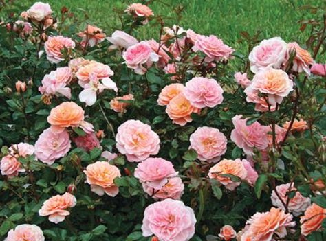 Apricot Drift® Rose | Star Roses & Plants Rose Companion Plants, Drift Roses, Ground Cover Roses, Rose Garden Design, Fast Growing Trees, Shrub Roses, Water Gardens, Growing Roses, Planting Roses