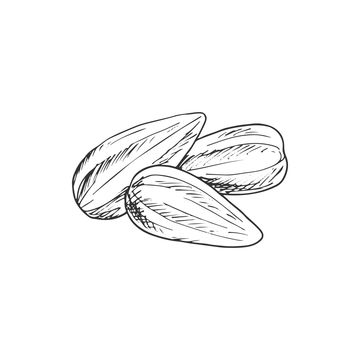 nut drawing,sunflower drawing,seeds drawing,white,organic,crunchy,ingredient,of,fruit,illustration,kernels,seed,seeds,healthy,vegetarian,appetizer,core,nuts,ripe,isolated,plant,nut,almond,sketch,natural,gourmet,raw,kernel,food,sunflower,dry,roasted,monochrome,nutrition,snack,meal,eat Seeds Drawing Art, Sunflower Seed Illustration, Sunflower Seed Drawing, Seed Sketch, Nut Drawing, Tiny Sketches, Vegetarian Appetizer, Nutritional Snacks, Sunflower Drawing