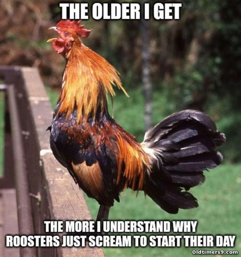 Funny Chicken Memes, Chicken Memes, Chicken Jokes, Funny Dog Jokes, Funny Art History, Dog Jokes, Funny Chicken, Funny Animal Quotes, Chicken Humor