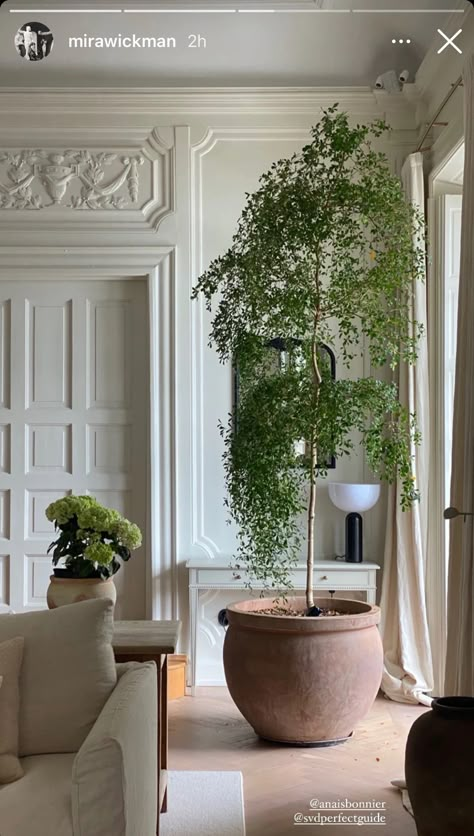 French Family, Indoor Tree, Indoor Trees, Interiors Dream, New York Apartment, Home N Decor, Living Room Inspiration, Apartment Living, House Inspiration