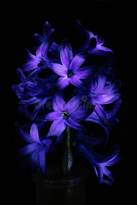 Hyacinth Flower Aesthetic Wallpaper, Purple Hyacinth Aesthetic, Flowers With Dark Background, Hyacinth Aesthetic, Wakanda Wedding, Purple Hyacinth Flower Aesthetic, Sana Aesthetic, Purple Hyacinth Flower, Persona Ideas