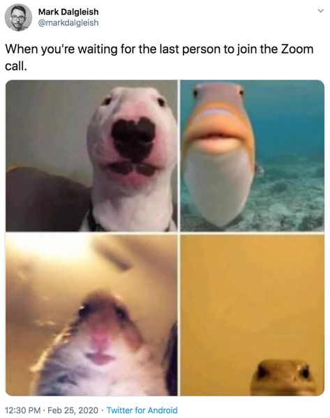 When you're waiting for the last person to join the Zoom call. | Staring Animals | Know Your Meme Pick Up Lines, Kanye Memes, Dog Logic, Wheres Wally, Zoom Call, Have A Laugh, Try Not To Laugh, Coping Mechanisms, Back To The Future