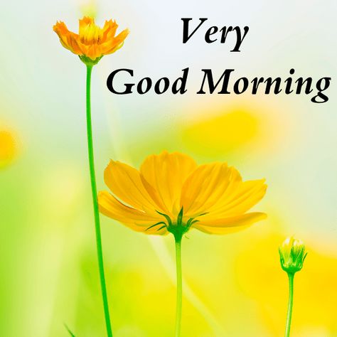 Very good morning images Very Good Morning Images, Good Morning Smiley, Free Good Morning Images, Special Good Morning, Lovely Good Morning Images, Good Morning Images Download, Good Morning Images Hd, Good Morning Wallpaper, Good Morning Beautiful Images