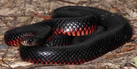 Its Snake Season! - What to do if you're bitten - Higgins Storm Chasing Black Snake Tattoo, Red And Black Snake, Snake Images, Types Of Snake, Pretty Snakes, Rabbit Cages, Pit Viper, Australia Animals, Snake Venom