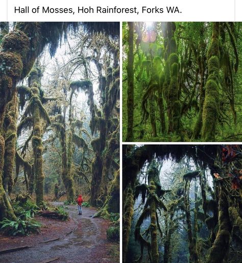 Hall Of Mosses, Hoh Rainforest, Top Places To Travel, Travel Inspiration Destinations, Fun Places To Go, Travel Locations, Adventure Is Out There, Dream Travel Destinations, Future Travel