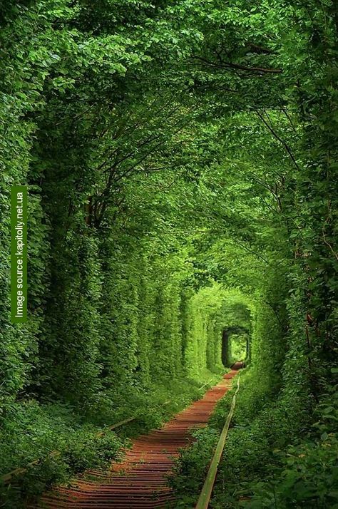 Tunnel Of Love Ukraine, Tree Tunnel, Tunnel Of Love, Interesting Photography, Evergreen Plants, Dream Places, Dream Travel Destinations, Building Ideas, Beautiful Tree