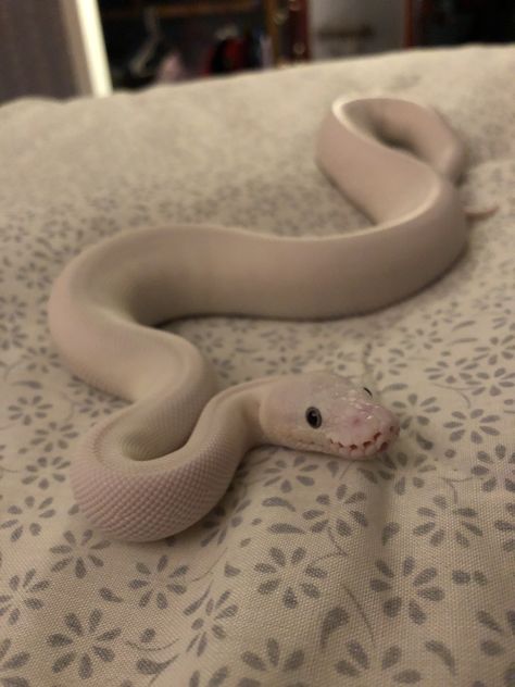 White Ball Python, Pretty Pet Snakes, White Snake Pet, Pet Snakes Aesthetic, Cute Snakes, White Python Snake, Ball Python White, White Snakes, Ball Python Pet