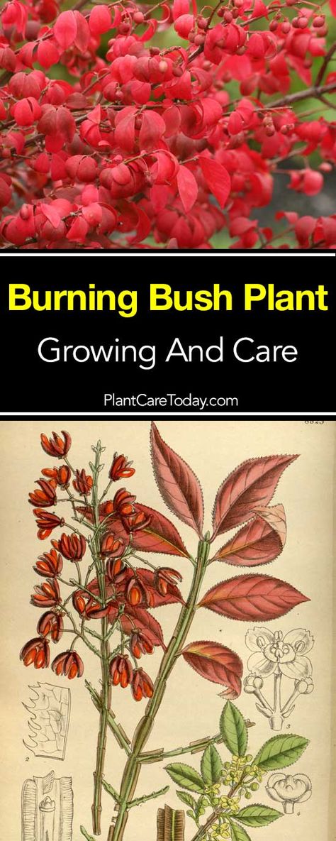 Burning Bush: [HOW TO] Grow And Care For Euonymus Alatus Nature, Burning Bush Landscaping, Plant Tricks, Burning Bush Plant, Burning Bush Shrub, Xeriscape Plants, Euonymus Alatus, Exterior Landscaping, Bush Plant