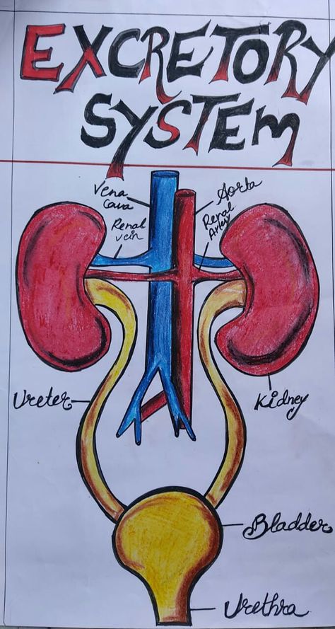 Diagram Of Excretory System, The Excretory System Notes, Body System Drawing, Biology Diagrams For Neet, Science Diagrams Biology, Bio Project Ideas, Excretory System Projects, Human Excretory System Diagram, Excretory System Notes