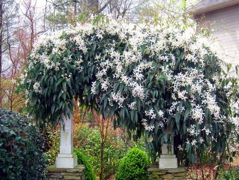 Pergola Arch, Garden Climbers, Shade Evergreen, Evergreen Clematis, Clematis Armandii, Yard Makeover, Plant Types, Evergreen Vines, Climbing Flowers