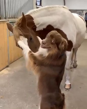 Regnul Animal, Animals Friendship, Cute Horses, Cute Animal Videos, Funny Animal Pictures, Cute Little Animals, Tgif, You Smile, 귀여운 동물