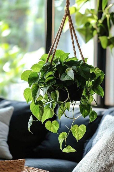 Pothos (Epipremnum aureum) is a versatile and vibrant addition to any indoor space! 🌿🏡 Known for its trailing vines and heart-shaped leaves, this plant is a delightful blend of beauty and low maintenance. Perfect for adding a touch of lush greenery and natural elegance, Pothos is easy to care for and thrives in various conditions. Indulge in this timeless botanical favorite today! 🌱✨ #Pothos #Houseplants #IndoorGarden #GreenLiving Trailing Plants Indoor, Best Indoor Plants For Beginners, Houseplants Decor, Boho Bathroom Ideas, Epipremnum Aureum, Rainy Day Aesthetic, Plants Ideas, Eclectic Wall Art, Boho Shower Curtain