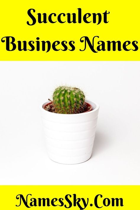 Looking for Succulent Business Names? Succulents are gradually taking their place in plant lovers’ hearts as well as in the indoor garden. Hence, investing in a business of succulents is a promising field and can show you a quick profit as well. @succulentcity @businessinsider @cactuscreek @usatoday @brandbucket Names For Plant Business, Succulent Business, Store Names Ideas, Succulent Names, Unique Business Names, Catchy Names, Creative Names, Names Ideas, Name Generator