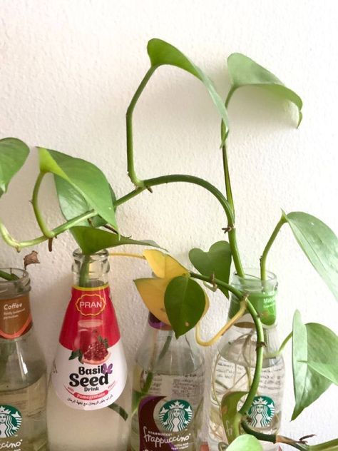 Reusing Glass Bottles, Reuse Aesthetic, Glass Bottle Plants Ideas, Things To Do With Glass Bottles, Plants In A Bottle, Plants In Glass Bottles, Plant In Glass Bottle, Plant In Bottle, Flowers In Glass Bottles