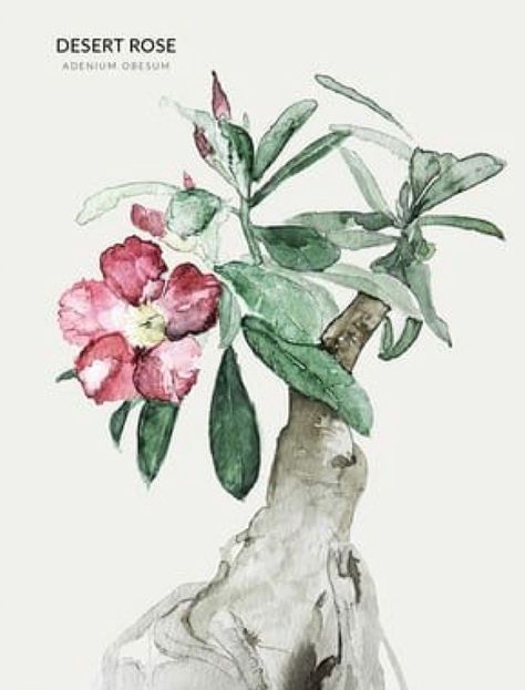 Plant Sketches, Desert Rose Plant, Rose Sketch, Basic Painting, Plant Tattoo, Rose Illustration, Desert Flowers, Watercolor Plants, Rose Drawing