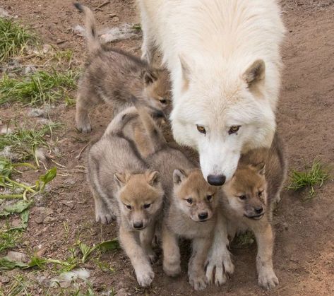 Do you ever wonder how many pups a wolf can have? Gray wolves, the most common species in North America and Eurasia, typically have four to six pups per litter. The exact number of pups depends on several factors, such as the availability of food, the female’s health, and the age of the parents. Wolf Puppies, Wolf Puppy, Baby Wolves, Puppy Drawing, Baby Wolf, Wolf Pup, Wolf Photos, Wolf Spirit Animal, Wolf Love