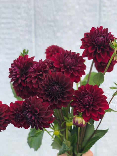 Bordeaux, Dahlia Flower Burgundy, Burgundy Dahlia Wedding Bouquet, Burgundy Flower Tattoo, Dark Fall Flowers, Dark Dahlia Bouquet, Wine Colored Flowers, Burgundy Dahlia Bouquet, Red Dahlia Bouquet