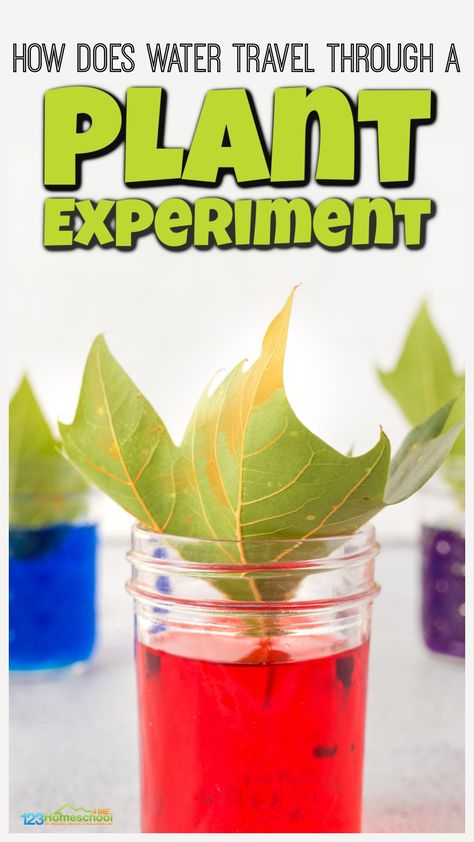 If you are studying plants with your children, you will love this quick and simple plant experiment where children will see how does water travel through a plant.  All you need are a few simple materials to try this plant for kids project. Use this how does water travel up a plant with preschool, pre-k, kindergarten, first grade, 2nd grade, 3rd grade, and 4th graders too. Plants Experiment, Plants Science Project, Plants Science Experiments, Flower Activity, Plant Life Cycle Worksheet, Botany Lessons, Flower Science, Plant Experiments, Plant Lessons