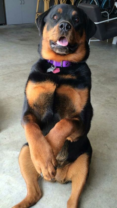 Baby Rottweiler, Rottweiler Love, Rottweiler Lovers, Rottweiler Puppies, Rottweiler Dog, Funny Dog Pictures, Beautiful Dogs, Big Dogs, Rottweiler