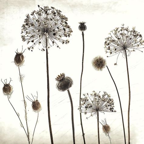 • 'Tis the season to gather and dry seed heads ...❁allium, poppy, nigella and scabious ... ....#wildflowers #Regram via @hannie65 Poppy Seed Tattoo, Allium Tattoo, Seed Tattoo, Tattoo Bicep, Great Poems, Wildflower Tattoo, Seed Heads, Reference Pics, Poppy Seed