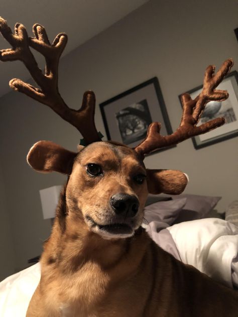 Emmy in her reindeer ears Dog Preppy, Reindeer Ears, Deer Ears, Pictures Of Dogs, Dog Cute, Love Cute, Christmas Gift Wrapping, Cozy Christmas, Dog Pictures