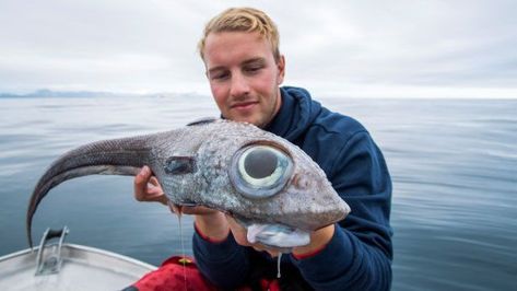 Fisherman catches strange, 'dinosaur-like' creature Red Lipped Batfish, Deep Sea Squid, Frilled Shark, Vampire Squid, Goblin Shark, Sea Angling, Dumbo Octopus, Mythical Monsters, Rare Species