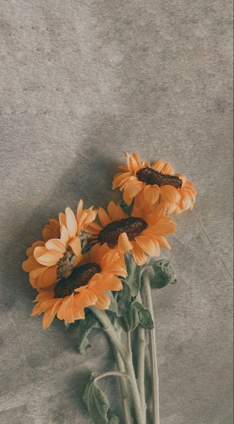 Sunflower Asethic, Aesthetic Sunflower Pictures, Sunflower Astethic Wallpaper, Sunflower Wallpaper Aesthetic Vintage, Sunflowers Aesthetic Wallpaper, Aesthetic Sunflower Background, Flower Aesthetic Pictures, Sunflower Astethic, Phone Wallpaper Sunflower