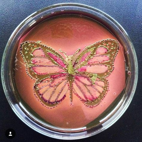 #salmonella #ecoli #microbiology #microbiologyart #microorganism #bacterium #bacteriology #bacteria #art by @tovic #world_microbiologists #worldofmicrobiology #worldofmicrobes #microbe #microbiologia #microbiologist #bacteriologist #culturemedia #culture #petridish #bacteriaart #microbeart #art_in_petridish #culture_artists #culture_arts #lepidoptera #butterfly by @world_microbiologists Bacteria Art, Microbiology Art, Microscopic Cells, Microbiology Lab, College Physics, Dish Art, Chemical Science, Labs Art, Petri Dishes