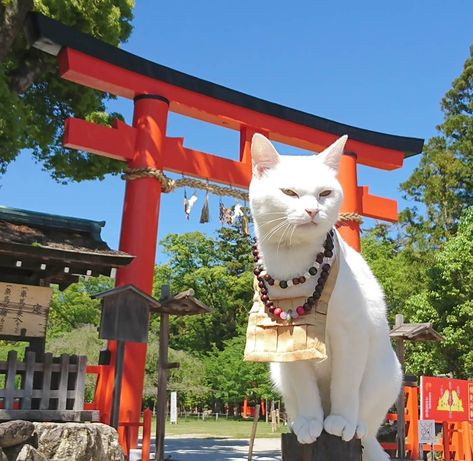 Japan Has A Cat Shrine Complete With A Cat Monk And Cat Assistants - Cheezburger - Funny Memes | Funny Pictures Cat Building, Japan Animals, Japan Shrine, Cat Shrine, Japan Shrine Aesthetic, Japan Funny, Cats Japan, Japan Cat, Cat Island Japan