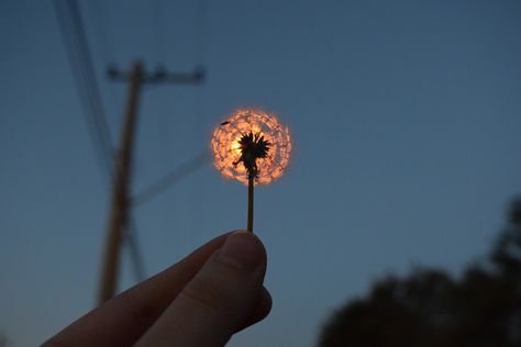 The Sky, Dandelion, The Sun, Sun, Instagram