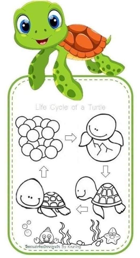 Life Cycles Preschool, Turtle Theme, Animal Life Cycles, Kindergarden Activities, Montessori Toddler Activities, Science Worksheets, Preschool Learning Activities, Life Cycle, Lessons For Kids