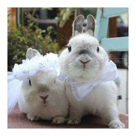 ● B u o n a n o t t e 🐇🌛● Bunny Wedding, Bunny Care, Rabbit Lover, Baby Animals Pictures, Cute Squirrel, Pretty Animals, Baby Bunnies, Cute Little Animals