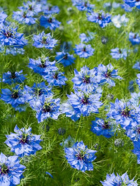 Nigella Plant, Nigella Flower, Nigella Damascena, Love In A Mist, Cat Safe Plants, Blue Garden, Garden Studio, Garden Yard, Back Garden