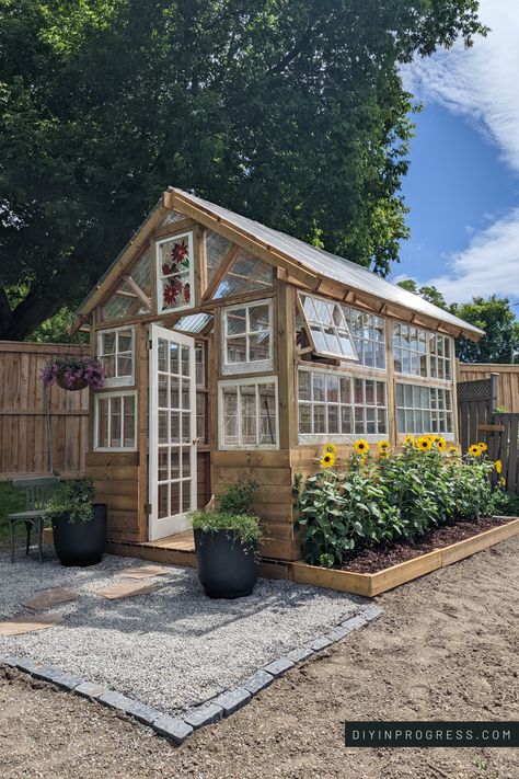 Backyard greenhouse featuring reclaimed windows, pea gravel entrance with stepping stones, and stained glass window. One one side of the greenhouse is a flower bed with cheerful sunflowers and the other side has hydrangeas. Old Doors Greenhouse, Greenhouse Brick Base, Glass Greenhouse Backyard, Wood Frame Greenhouse Ideas, Small Old Window Greenhouse, Small Greenhouse With Old Windows, Single Slope Greenhouse, Potting Shed With Greenhouse, Greenhouse In Front Yard