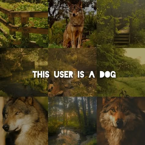 Dog Core Aesthetic, This User Is A Therian, Kyle Core, Dog Moodboard, Dog Therian, Different Vibes, Dogs Aesthetic, Free Pfp, Therian Stuff