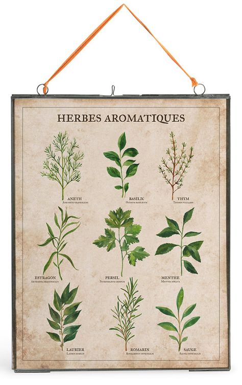 Herb Artwork, Illustration Botanique Vintage, Herbs Illustration, Herb Art, Herb Prints, Vibeke Design, Botanical Drawing, Room Artwork, Illustration Botanique