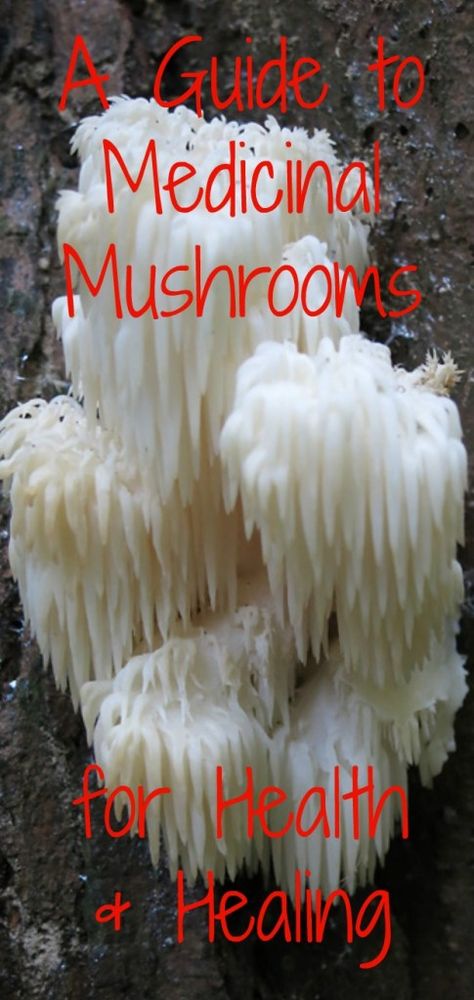 Mushroom Guide, Growing Mushrooms At Home, Broccoli Nutrition, Mushroom Benefits, Nutrition Chart, Nutrition Course, Nutrition Articles, Nutrition Labels, Nutrition Guide