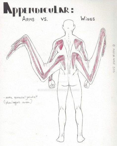 Wing Anatomy, Human Wings, Winged People, Wings Drawing, Turtle Art, Anatomy Drawing, 판타지 아트, Creature Concept, Anatomy Art