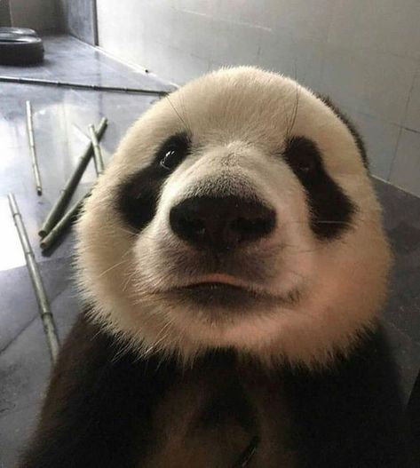 Panda Babies, Panda Icon, Funny Panda Pictures, Panda Bebe, Baby Panda Bears, Panda Mignon, Panda Lindo, Panda Eyes, Giant Pandas