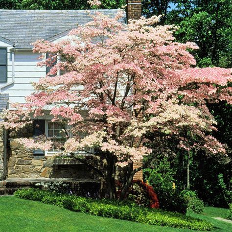 Flowering trees and shrubs are some of the best signs of spring, with their surefire color each year: http://www.bhg.com/gardening/trees-shrubs-vines/trees/best-flowering-trees-shrubs/?socsrc=bhgpin040615floweringdogwood&page=3 White Flowering Trees, Flowering Dogwood, Garden Escape, Dogwood Tree, Pink Dogwood, Dogwood Trees, Fast Growing Trees, Have Inspiration, Ornamental Trees