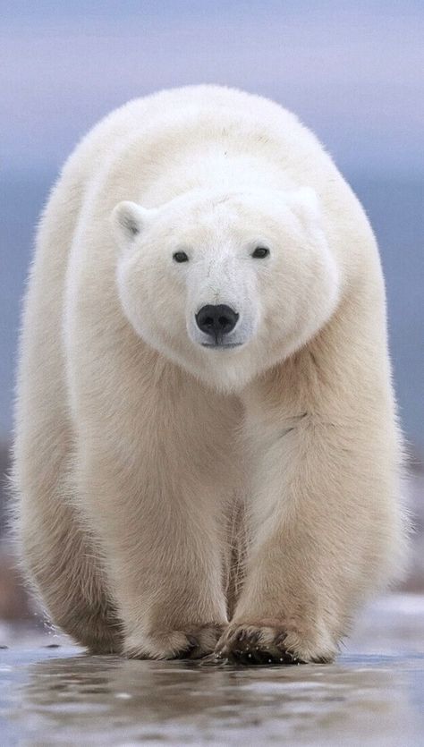 Massive polar bear. Polar Bear Images, Urs Polar, Baby Polar Bears, White Polar Bear, Bear Photos, Bear Pictures, Arctic Animals, Majestic Animals, Polar Bears