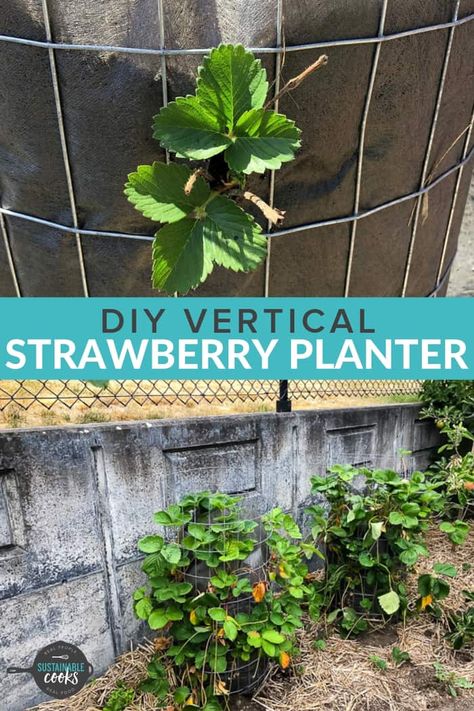 Learn how to make a Vertical Strawberry Planter with just a few affordable supplies. These DIY strawberry towers are PVC-free and are perfect for small gardens, balcony gardens, and greenhouse planting. You'll love how simple it is to make these long-lasting strawberry planters so you can grow your own organic berries. #strawberryplanters #growingstrawberries Diy Vertical Strawberry Planter, Strawberry Planter Ideas Diy, Diy Strawberry Tower, Hawaii Gardening, Vertical Strawberry Planter, Vertical Planter Diy, Strawberry Planter Ideas, Strawberry Container, Growing Strawberries Vertically