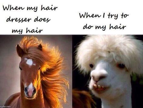 Humour, Hair Jokes, Hairstylist Humor, Hair Quotes Funny, Hair Meme, Hairstylist Quotes, Hair Quotes, My Face When, Super Hair