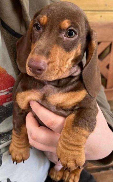 Winner Dogs, Dachshund Hot Dog, Chocolate Dachshund, Mixed Dog Breeds, Doxie Puppies, Schnauzer Puppies, Baby Dachshund, Cute Doggos, Miniature Schnauzer Puppies