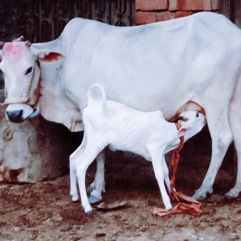 The cow and calf at my home after 40 yeras really memorable movment for me Cow With Calf, Cow And Calf, Cow Calf, Shell Beach, The Cow, A Cow, June 30, My Home, Cow