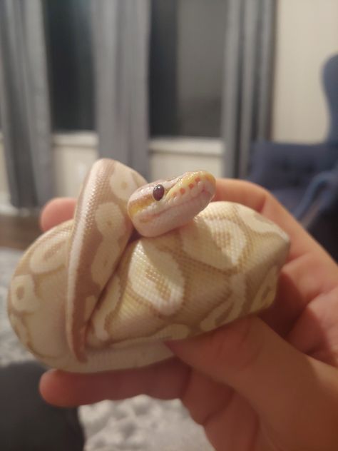 Banana Pastel Ball Python, Ball Python Videos, Yellow Ball Python, Ball Python Aesthetic, Ball Python Cute, Ball Phytons, Banana Python, Pet Ball Python, Banana Snake